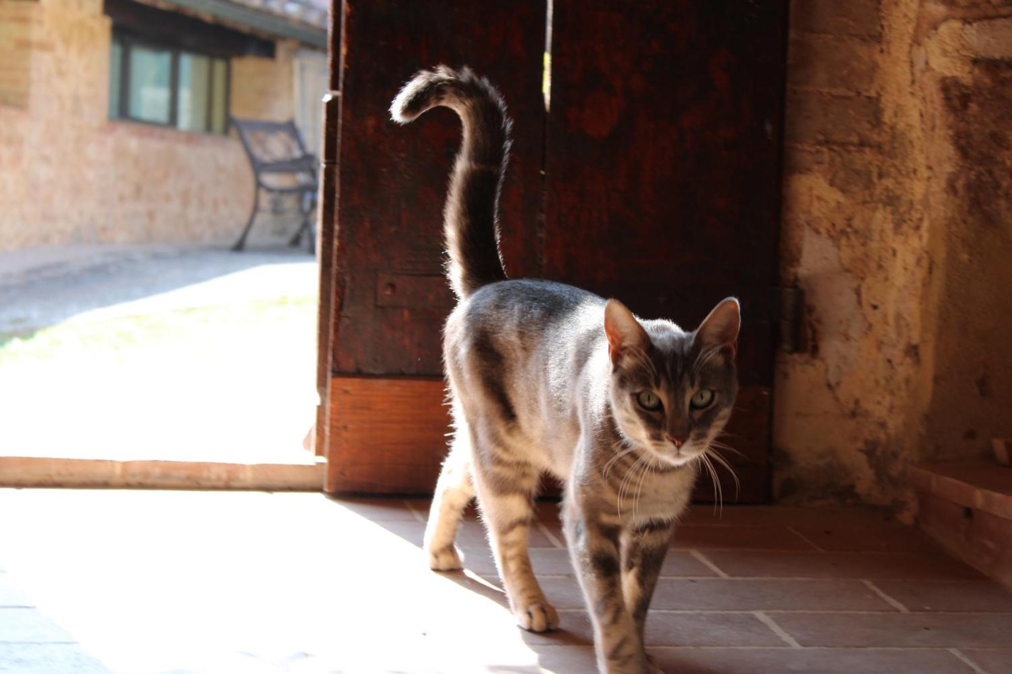 Agriturismo Il Caggio 索维奇勒 外观 照片