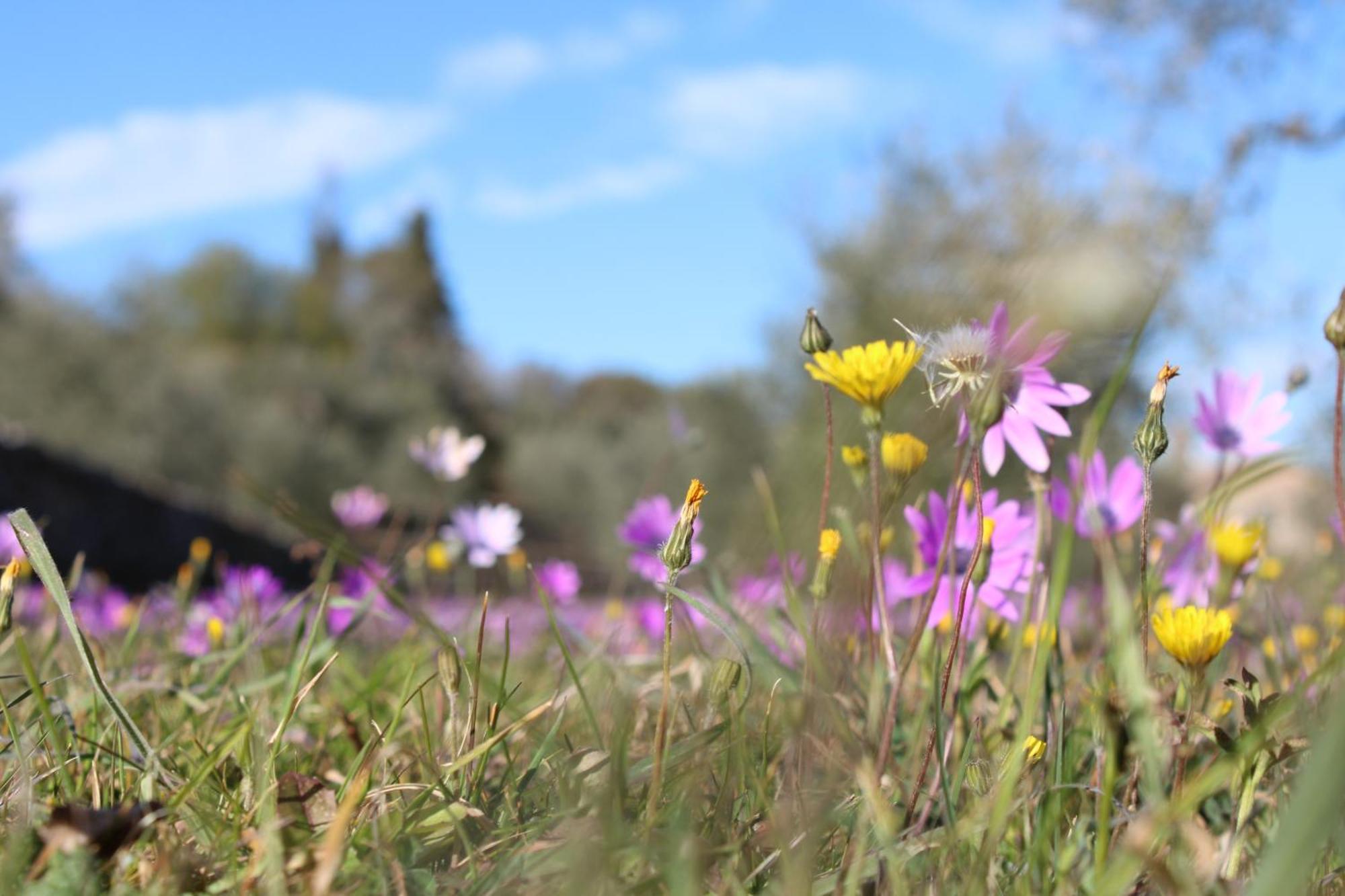 Agriturismo Il Caggio 索维奇勒 外观 照片