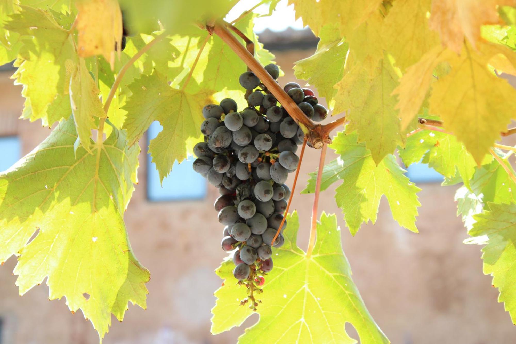 Agriturismo Il Caggio 索维奇勒 外观 照片