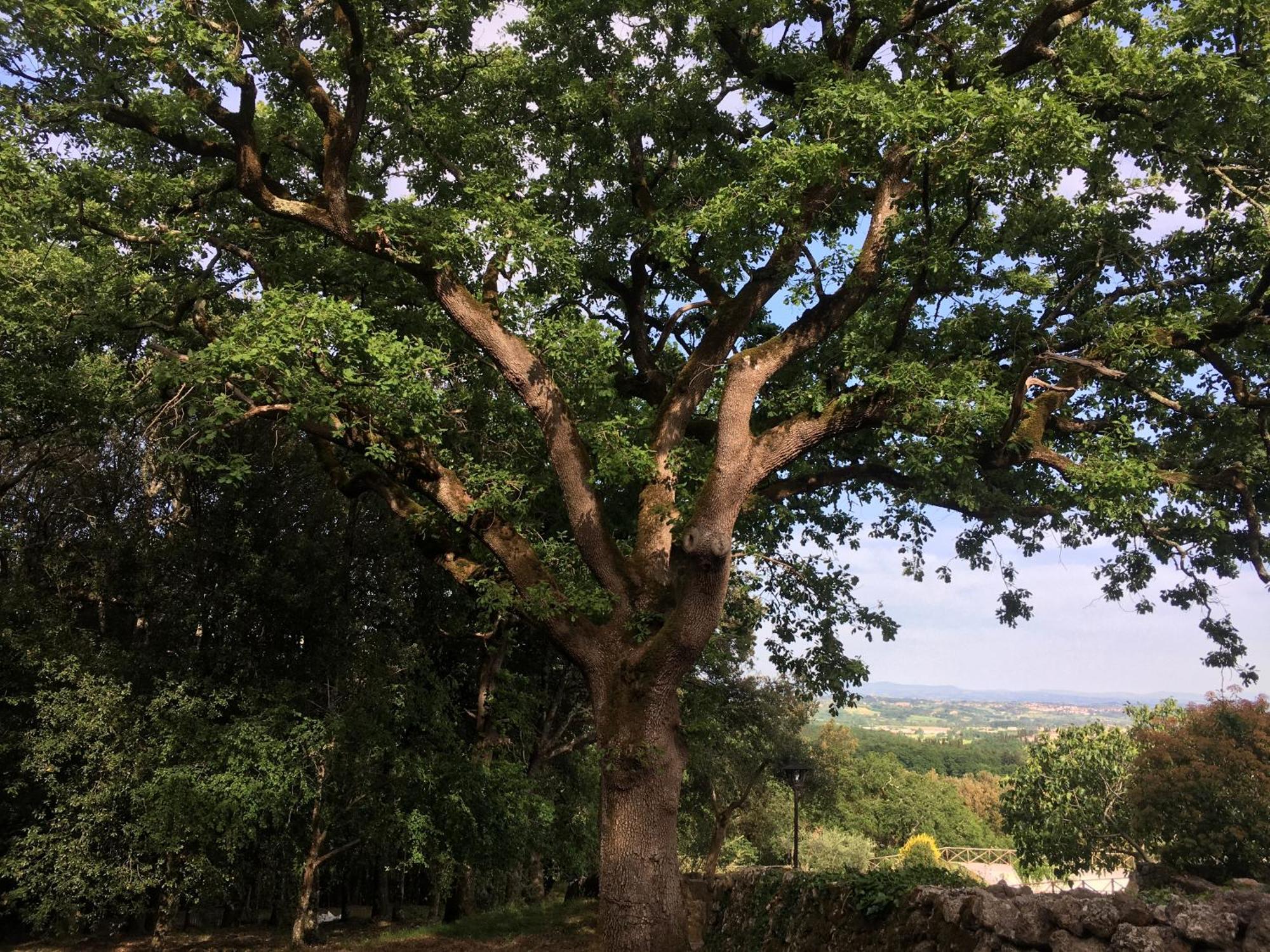 Agriturismo Il Caggio 索维奇勒 外观 照片