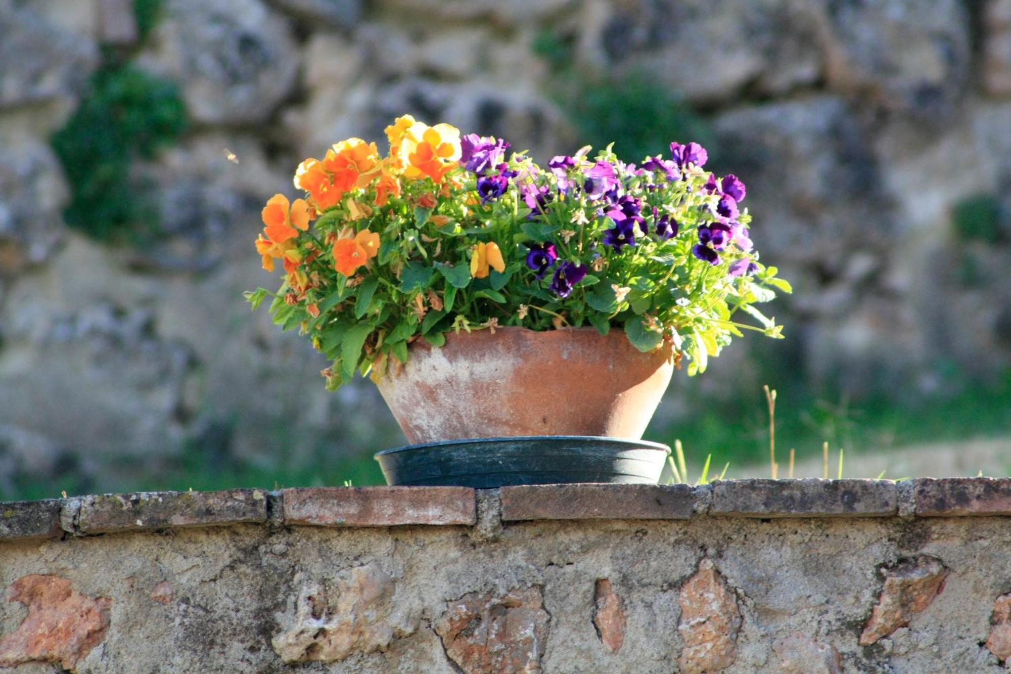 Agriturismo Il Caggio 索维奇勒 外观 照片
