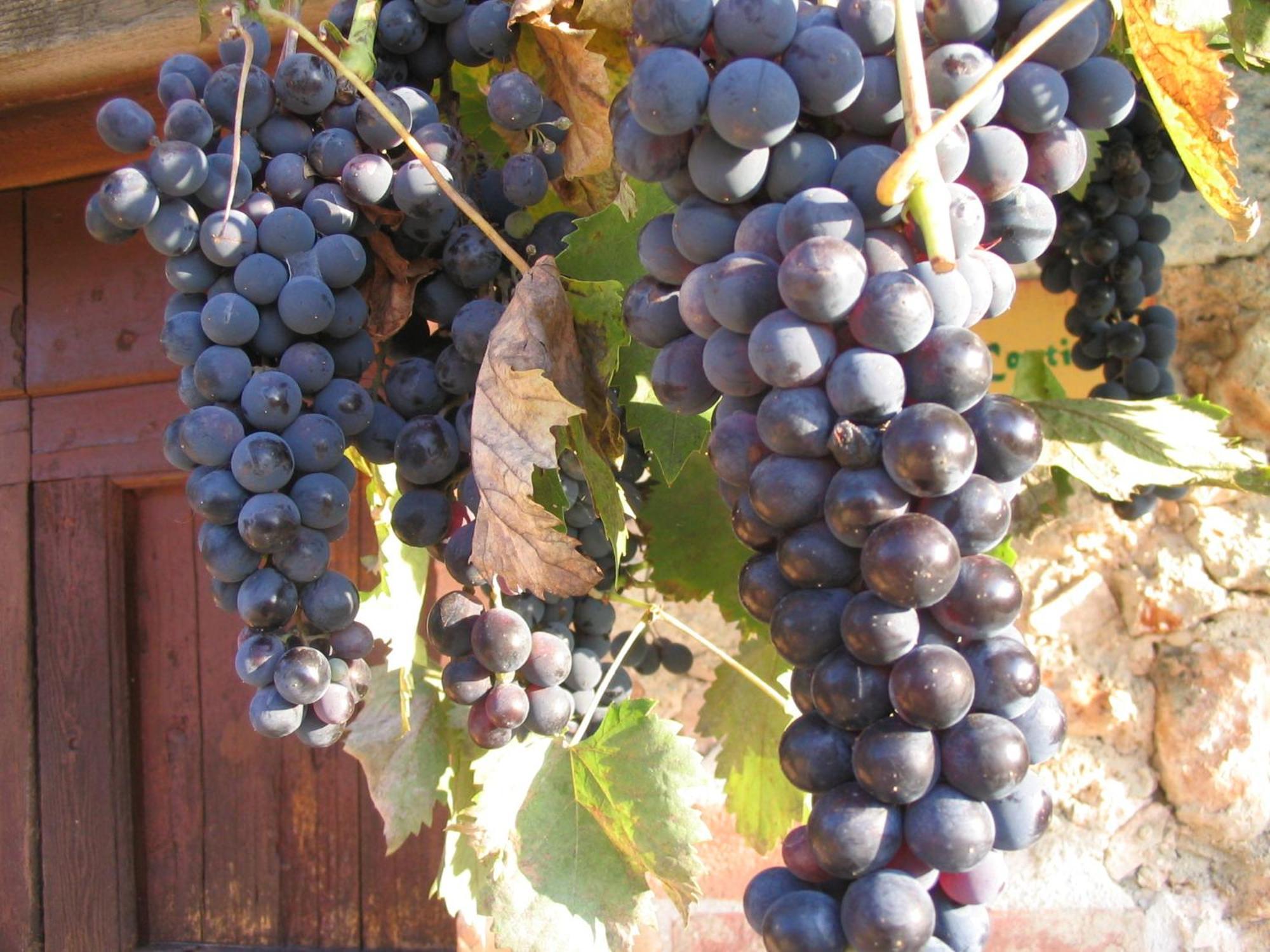 Agriturismo Il Caggio 索维奇勒 外观 照片